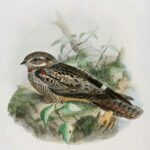 Caprimulgus Europaeus