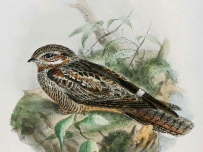 Caprimulgus Europaeus