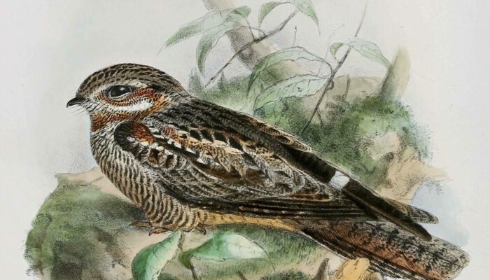 Caprimulgus Europaeus