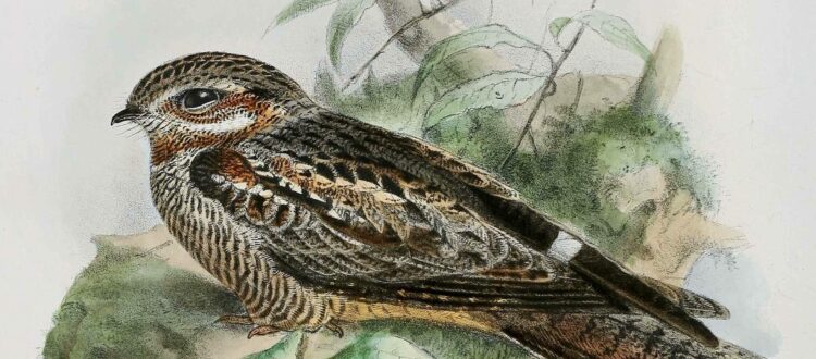 Caprimulgus Europaeus