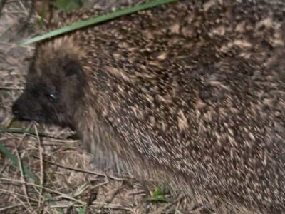 Hérisson à Saubion
