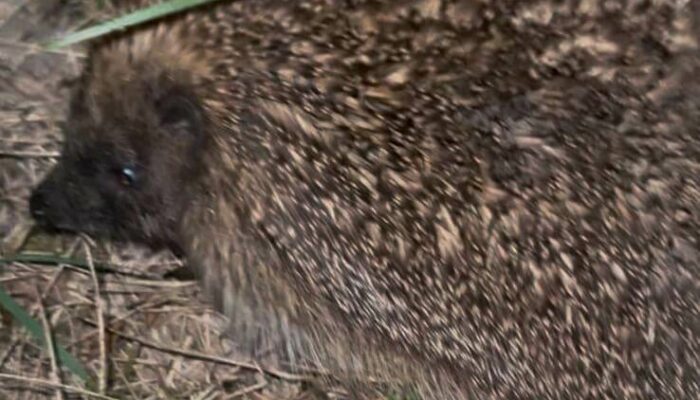 Hérisson à Saubion