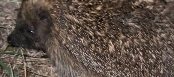 Hérisson à Saubion