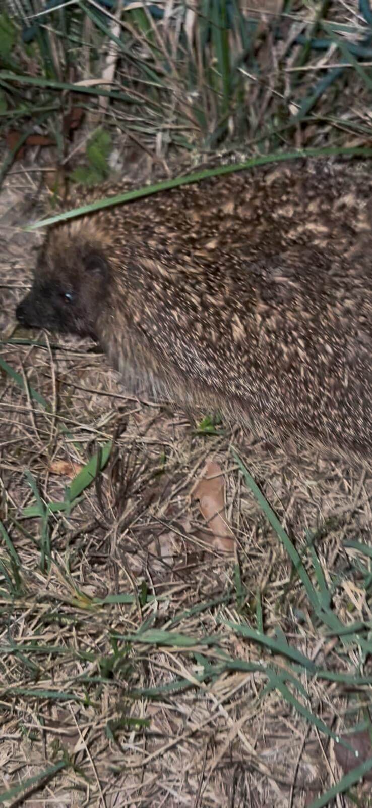 Hérisson à Saubion