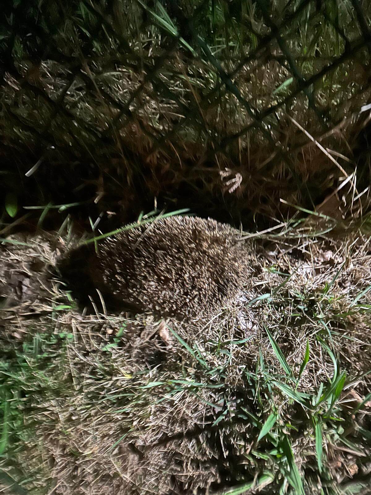 Hérisson à Saubion